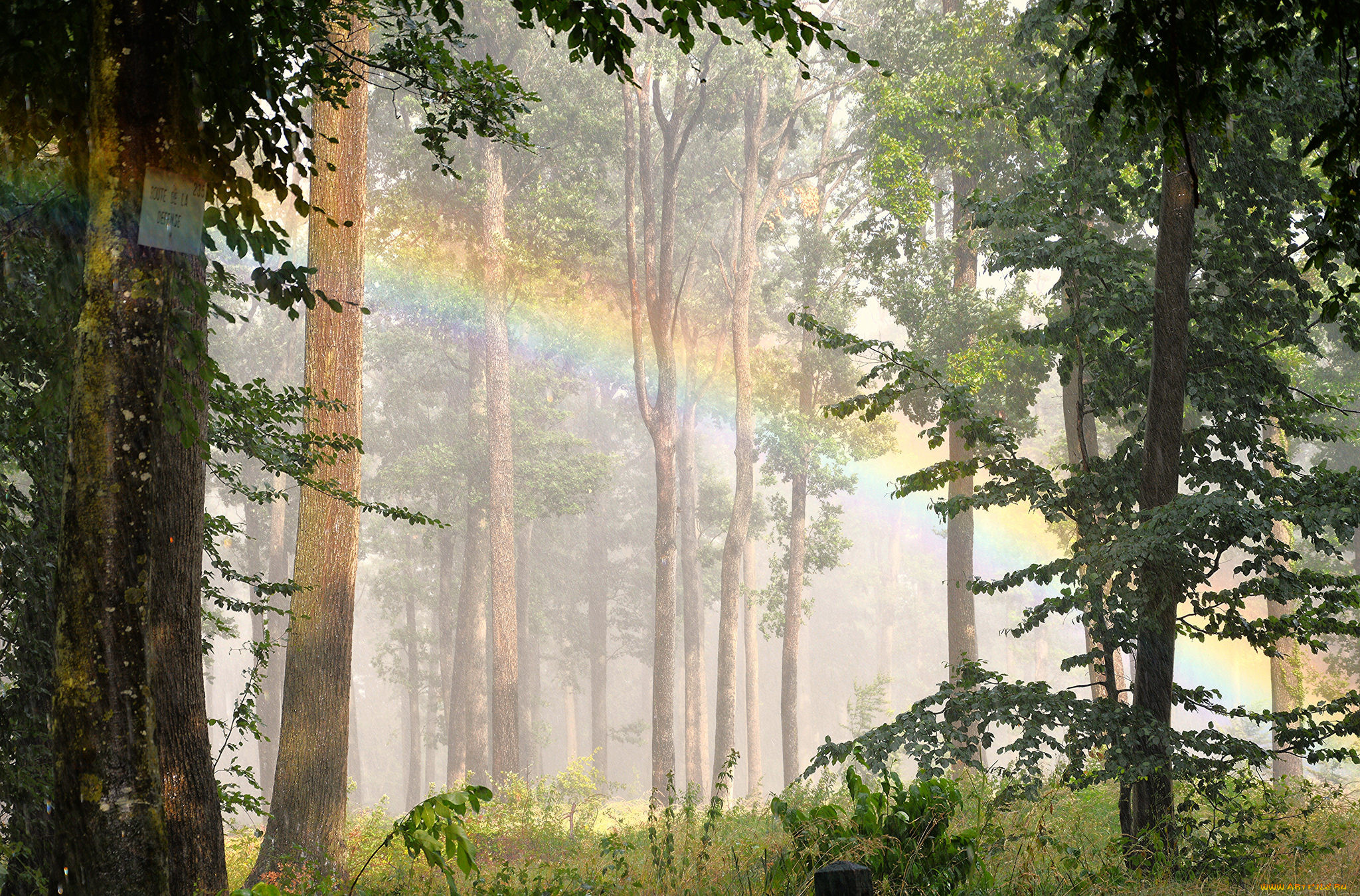 Дождь в лесу стих. Дождь в лесу. Лес после дождя. Утро в лесу. Летний дождь в лесу.